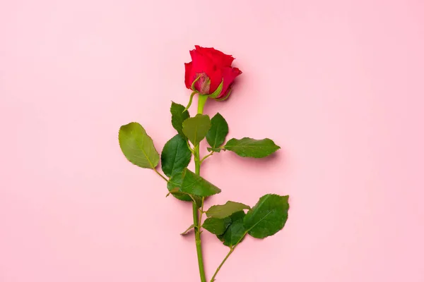 Червона троянда на рожевому тлі вид зверху — стокове фото