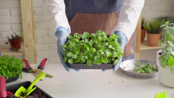 Hands of a gardener showing a tray with growing microgreen — Stock Video