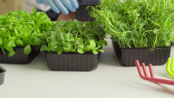 Ręka ogrodnika umieszczająca metkę cenową przed tacami z mikrozielonym zbliżeniem — Wideo stockowe