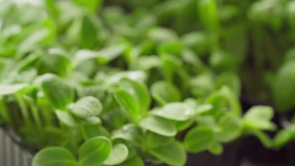 Fresh microgreen sprouts close up focus shift — Stock Video
