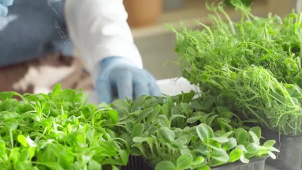 Tukang kebun menyemprotkan air untuk menumbuhkan tunas mikrohijau dekat — Stok Video