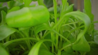 Büyüyen mikroyeşil lahanaların videosunu kapat