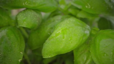 Büyüyen mikroyeşil lahanaların videosunu kapat