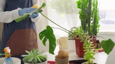 Bahçıvan ev bitkisinin yapraklarını temizler.