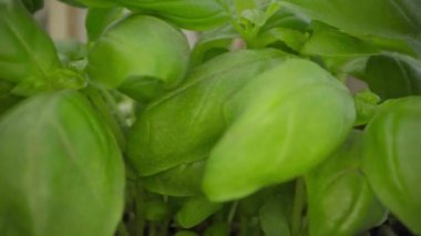 Büyüyen mikroyeşil lahanaların videosunu kapat