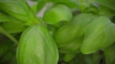 Büyüyen mikroyeşil lahanaların videosunu kapat