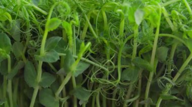 Büyüyen mikroyeşil lahanaların videosunu kapat