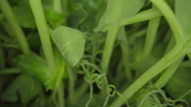 Крупним планом відео вирощування мікрозелених паростків — стокове відео