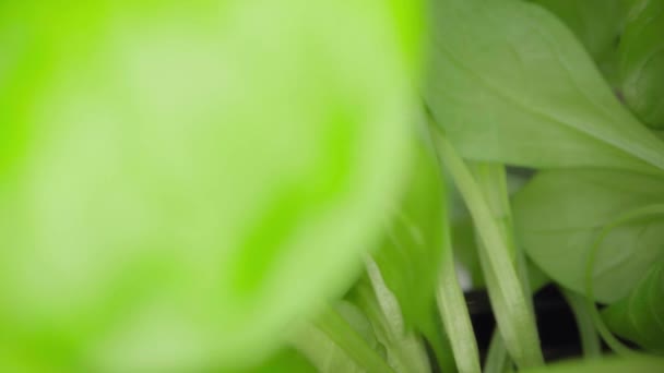 Крупним планом відео вирощування мікрозелених паростків — стокове відео