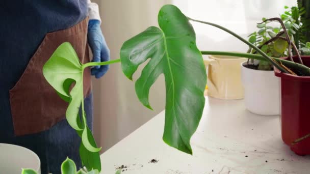 Trädgårdsmästare händer vattning hus växter närbild — Stockvideo