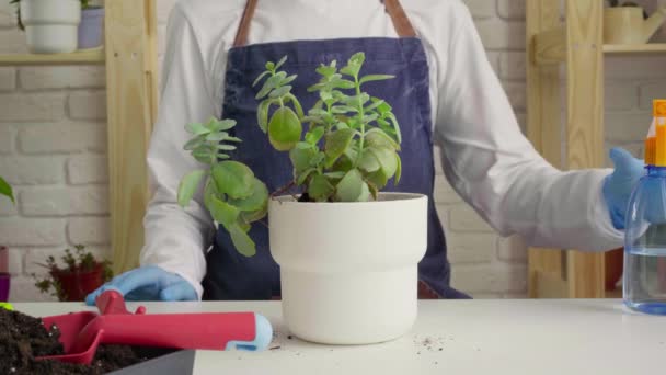 Gardener hands watering house plants close up — Stock Video