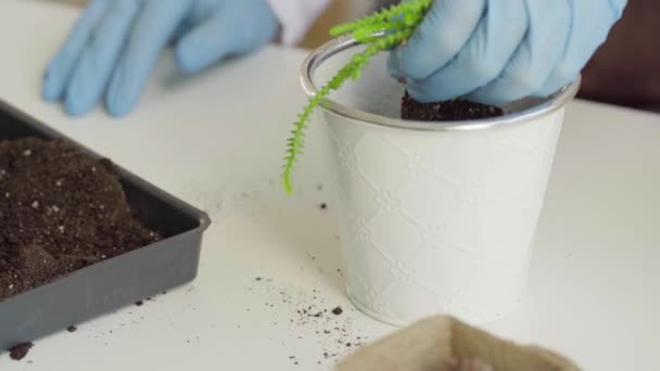 Mains féminines transplantant plante maison à un nouveau pot gros plan — Video