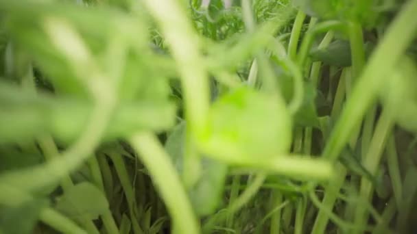 Nahaufnahme von wachsenden mikrogrünen Sprossen — Stockvideo
