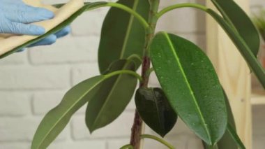 Bahçıvan ev bitkisinin yapraklarını temizler.