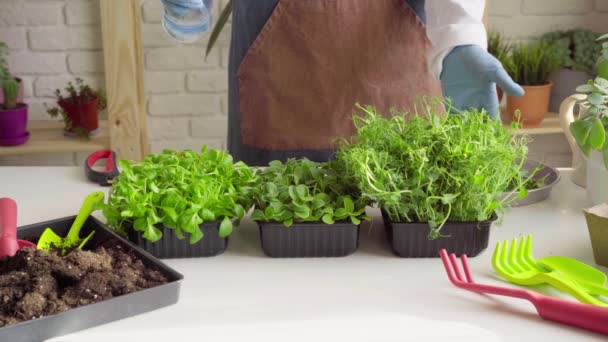 Gärtner besprüht mikrogrüne Triebe mit Wasser aus nächster Nähe — Stockvideo