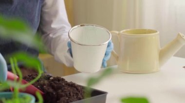 Kadın eli yeni bir saksıya ev bitkisi naklediyor.