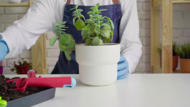 Frau in Handschuhen und Schürze Topfpflanze aus nächster Nähe — Stockvideo