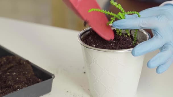 Kvinnliga händer transplantera hus växt till en ny kruka närbild — Stockvideo