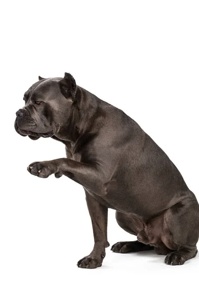 Cane Corso pes na bílém pozadí — Stock fotografie