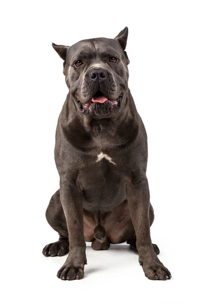 Cane Corso pes na bílém pozadí — Stock fotografie