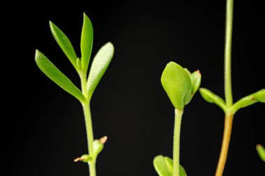 Siyah arka planda bir bitkinin küçük yeşil filizleri