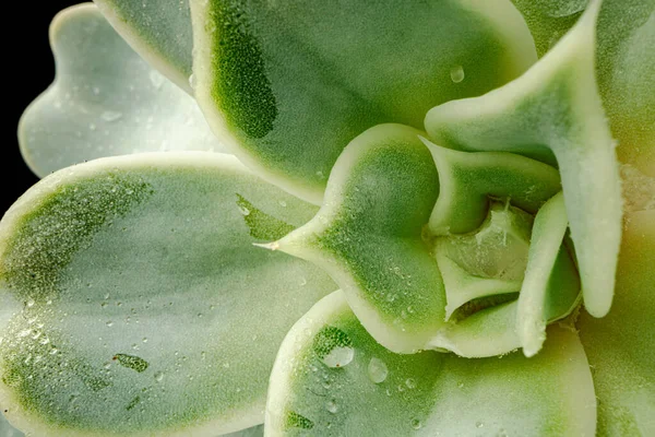 Planta pequeña suculenta sobre fondo negro, macro — Foto de Stock