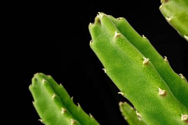 Siyah arkaplandaki sulu bitki yaprakları yakın plan