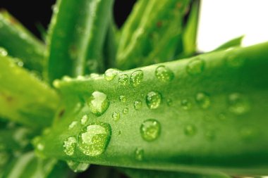 Sulu yaprakları bir damla suyla kapatın.