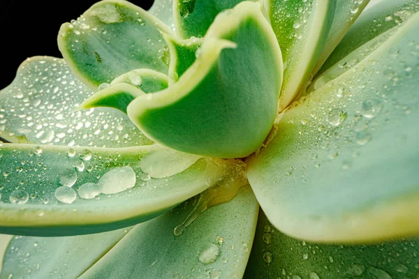 Primer plano de hojas suculentas con gotas de agua — Foto de Stock