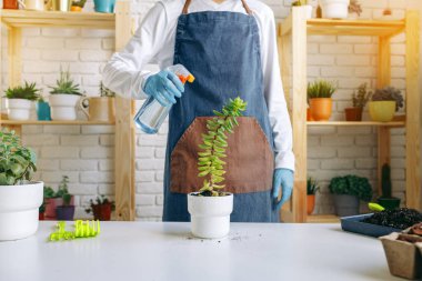 Tanımlanamayan kadın ev bitkisini yakından naklediyor..