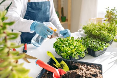 Tanınmayan bahçıvan içeride mikroçim yetiştiriyor.