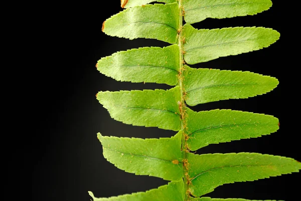 Close-up van varens tak op zwarte achtergrond — Stockfoto