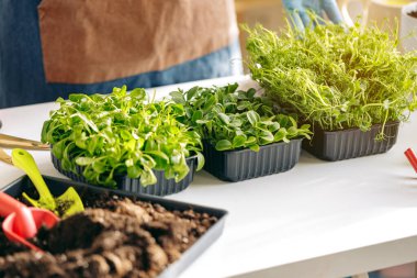 Mikro yeşil filizler satılık sağlıklı gıdalar yetiştiriyor.