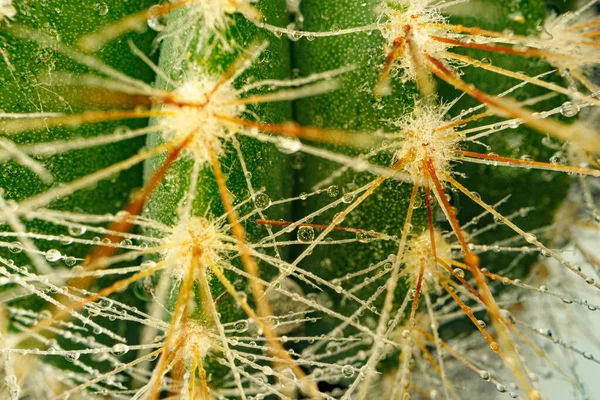 Macro foto de cactus verde con espinas —  Fotos de Stock