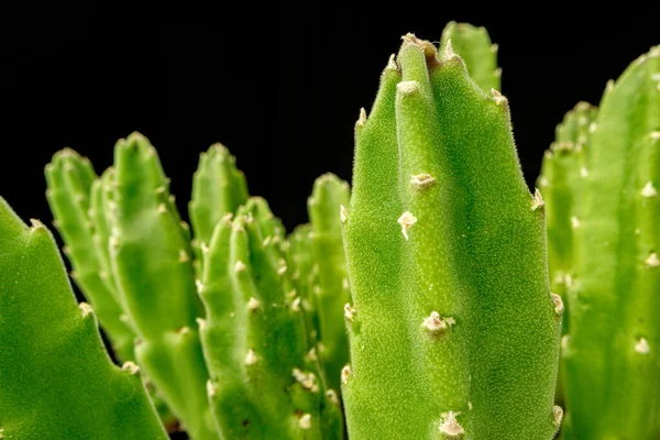 Sappige plant bladeren op zwarte achtergrond close-up — Stockfoto