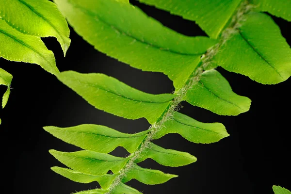 Close-up van varens tak op zwarte achtergrond — Stockfoto