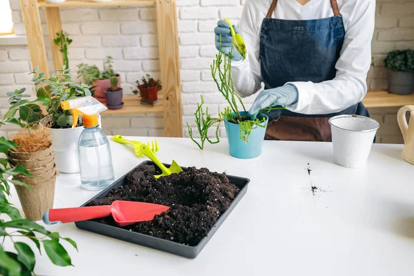 Jardineiro feminino cuidando de suas plantas dentro de casa — Fotografia de Stock