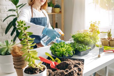 Bayan bahçıvan bitkileriyle içeride ilgileniyor.