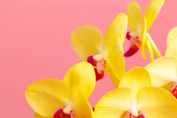 Zamknij zdjęcie żółtej gałęzi kwitnącej orchidei — Zdjęcie stockowe