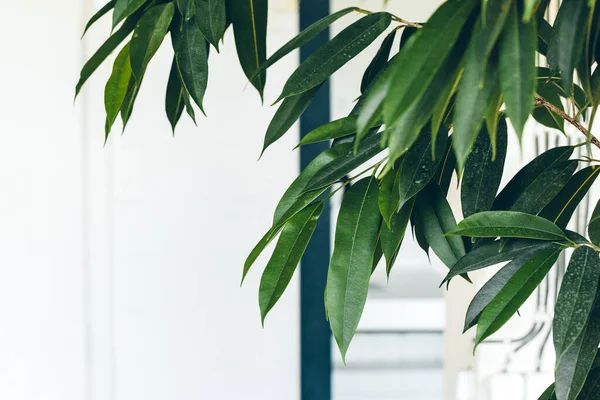 Close-up van groene binnenplant op witte muur, interieur — Stockfoto