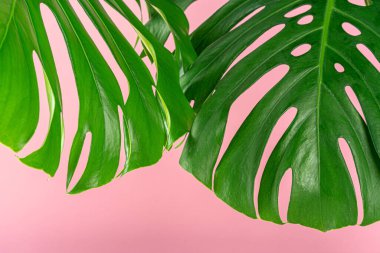 Pembe arka planda güzel bir canavar yaprağı.