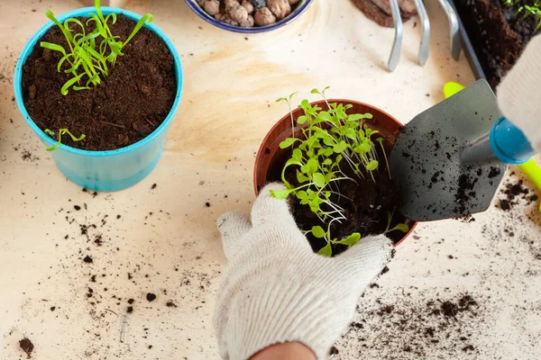 Gros plan des mains transplantant une plante dans un nouveau pot — Photo