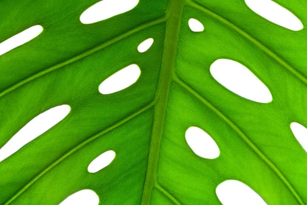 Kreativ bakgrund av en monstera växt blad — Stockfoto