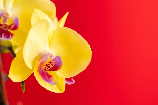 Orchidee kwiaty na czerwonym tle zbliżenie — Zdjęcie stockowe