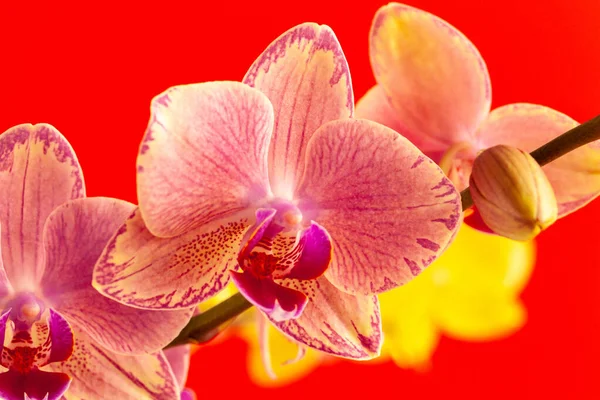 Orchideenblumen auf rotem Hintergrund in Nahaufnahme — Stockfoto