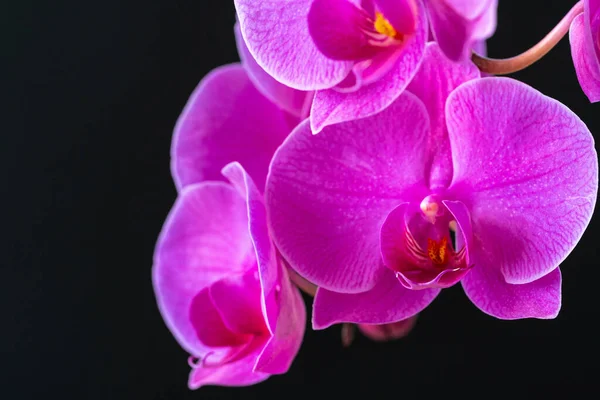 Фиолетовая ветвь орхидеи на темном черном фоне — стоковое фото