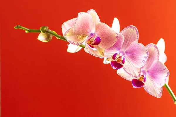 Orchidee kwiaty na czerwonym tle zbliżenie — Zdjęcie stockowe