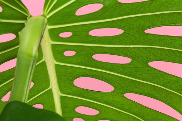 Hermosa hoja de monstera sobre un fondo rosa — Foto de Stock