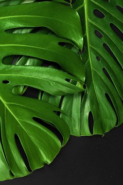 Koyu siyah arka planda bir canavar yaprağını kapat