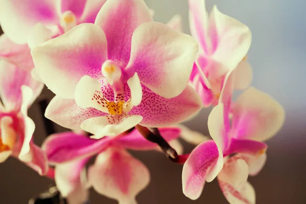 Branch of orchid flowers on dark background in neon light Stock Photo by  ©Fotofabrika 448204982